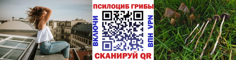 ссылка на мегу онион купить наркотики цена Апшеронск Псилоцибиновые грибы мицелий